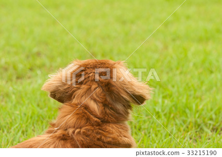  迷你臘腸犬 33215190