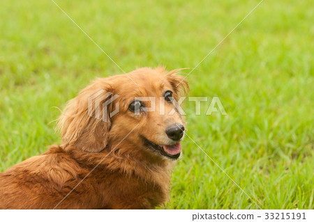  迷你臘腸犬 33215191