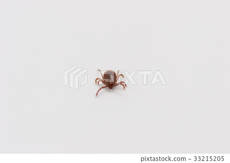 Tick 33215205