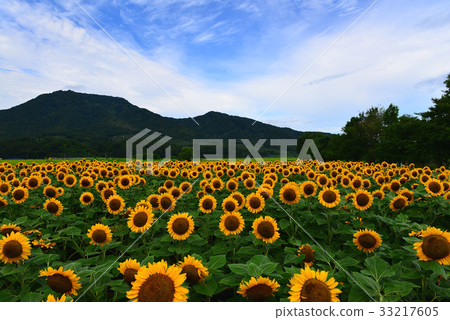 Mt. Kakuda和Kamisugata公園的向日葵領域 Mt. Kakuda和Kamisugata公園的向日葵領域 33217605