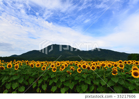 Sunflower field of Mt. Kakuda and Kamisugata park 33217606