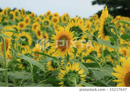 Zama向日葵領域花 33217647