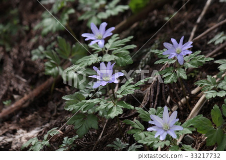 冰川的花 33217732