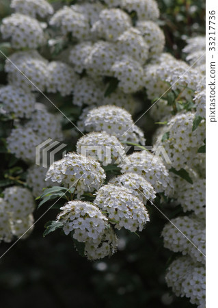 Kodemari Flower - Stock Photo [33217736] - PIXTA