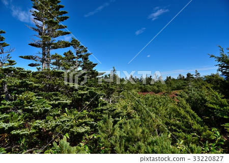 Conifer of Mt. Ontake Conifer of Mt. Ontake 33220827