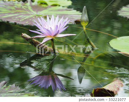 Reflect on the surface of the water 33221077