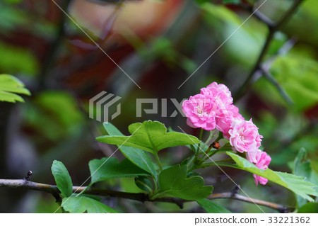 Refreshing and beautiful safflower hawthorn 33221362