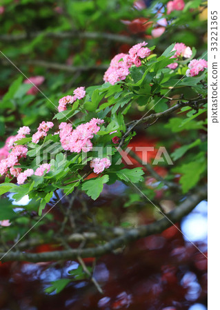 Refreshing and beautiful safflower hawthorn 33221365