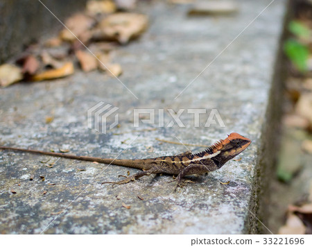 Calotes versicolor Daudin, eastern garden lizard 33221696
