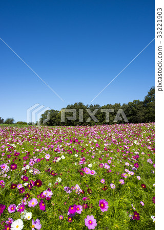 波斯菊花 33221903