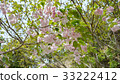 Double cherry blossoms 33222412