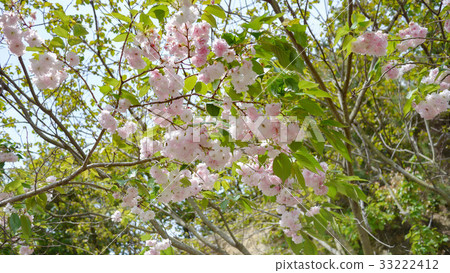 雙櫻花 雙櫻花 33222412