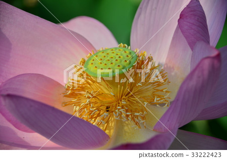 蓮花了 蓮花了 33222423