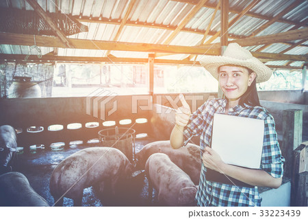 woman farmer working on check and manage pig farm 33223439