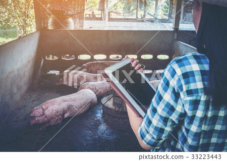 woman farmer working on check and manage pig farm 33223443