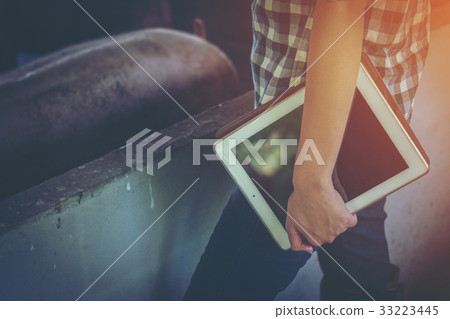 woman farmer working on check and manage pig farm woman farmer working on check and manage pig farm 33223445