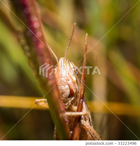 Grasshopper on nature leaves as background 33223496