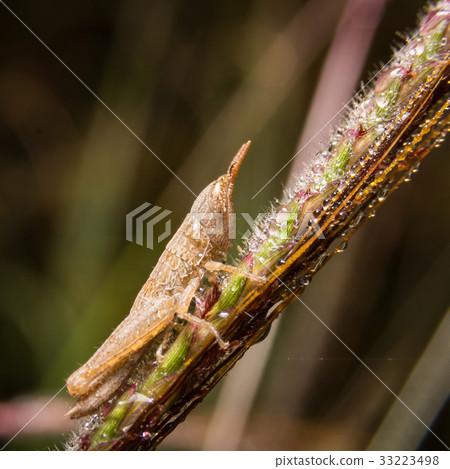 Grasshopper on nature leaves as background 33223498