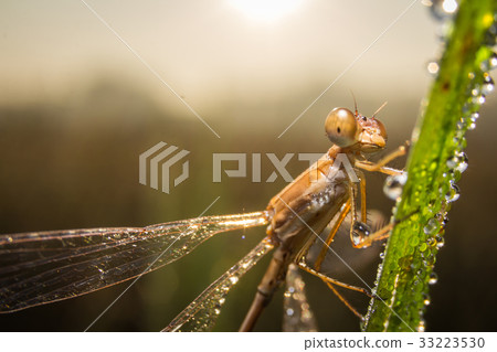 Dragonfly on nature leaves as background 33223530