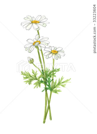 殺蟲劑竹筍 33223604