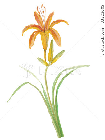 中華櫟(Quercus sinensis) 中華櫟(Quercus sinensis) 33223605