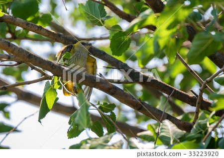 Young Eurasian Golden Oriole or Oriolus oriolus 33223920