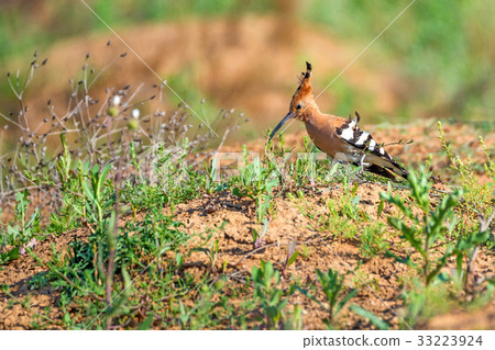 Common hoopoe or Upupa epops in steppe Common hoopoe or Upupa epops in steppe 33223924