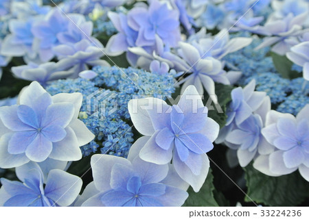 繡球花 33224236