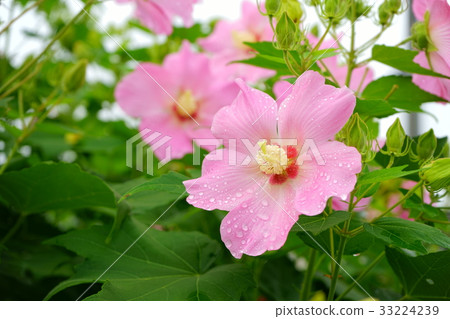 Morning dew pot 1 33224239