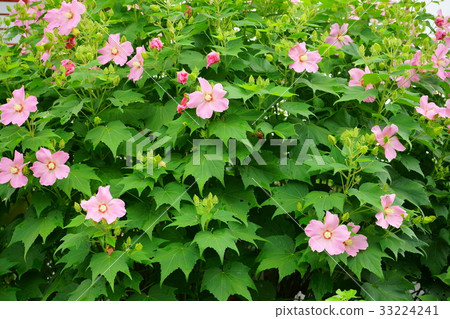 Morning dew 3 Morning dew 3 33224241