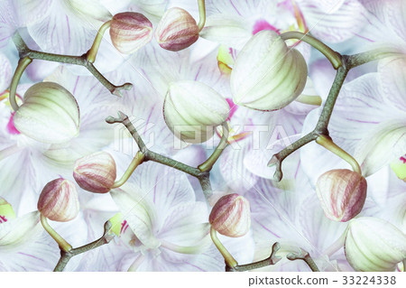 white-green-pink Buds background  flowers orchids. 33224338