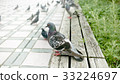  pigeon 33224697