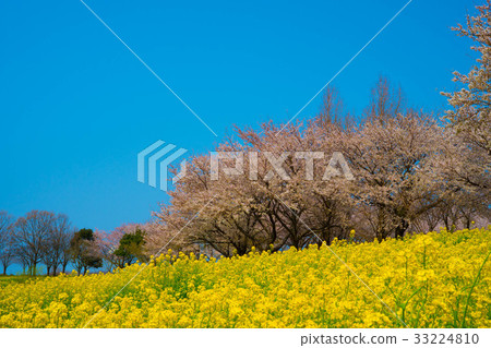 Spring landscape 33224810