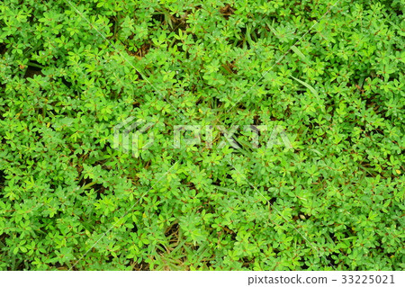 夏天草1弄濕與早晨露水 夏天草1弄濕與早晨露水 33225021