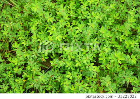 夏天草3弄濕與早晨露水 夏天草3弄濕與早晨露水 33225022