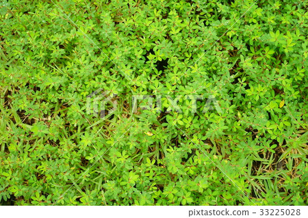 Morning dew grass 1 Morning dew grass 1 33225028