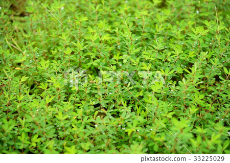 早晨露水草4 早晨露水草4 33225029