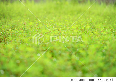 Morning dew wildflowers 2 Morning dew wildflowers 2 33225031