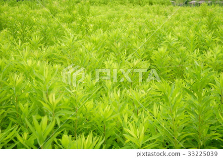 5 after the dream 5 after the dream 33225039