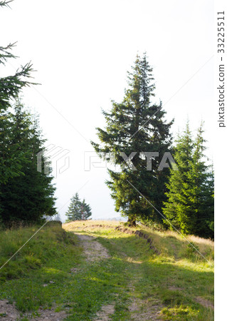 Spruce forest in the Ukrainian Carpathians Spruce forest in the Ukrainian Carpathians 33225511