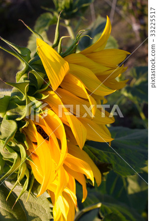 Sunflower isolated in the garden. Helianthus close 33225517