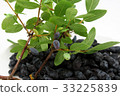 Lotus cup branches and fruits 33225839