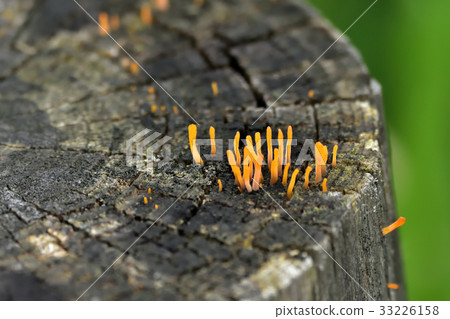 Tsunomotake mutton 33226158