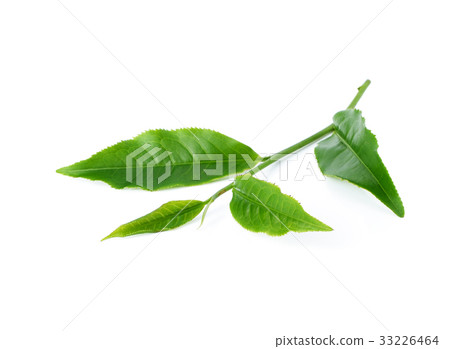 Green tea leaf isolated on white background 33226464