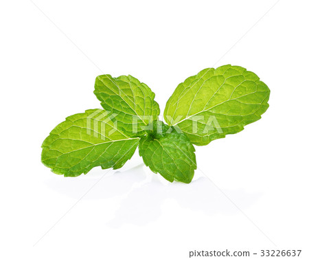 fresh mint leaves on a white background fresh mint leaves on a white background 33226637