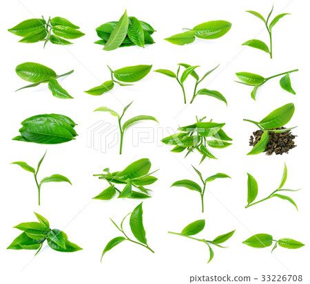 green tea leaf isolated on white background 33226708