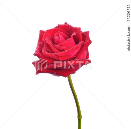 red rose isolated on white background 33226711