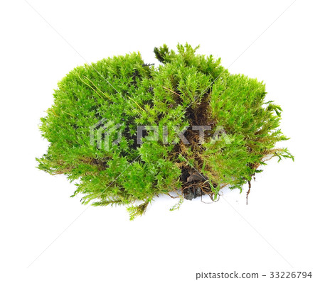 Green moss isolated on white bakground Green moss isolated on white bakground 33226794