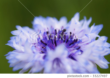 特寫花 特寫花 33227497