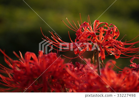 天上的花朵 天上的花朵 33227498